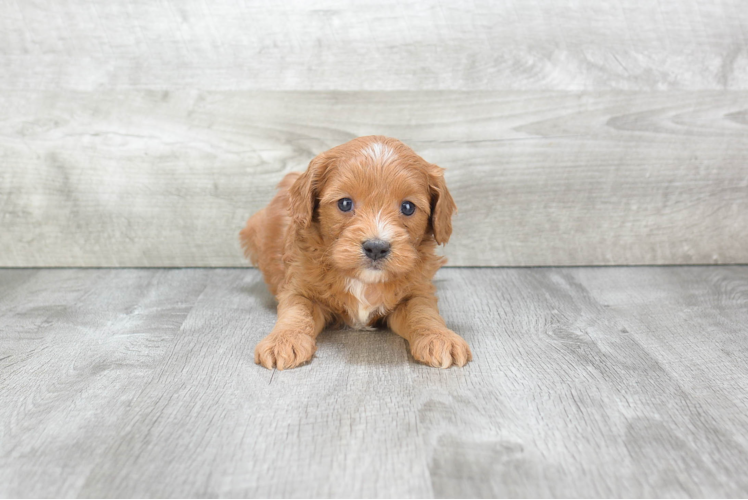 Fluffy Cavapoo Poodle Mix Pup