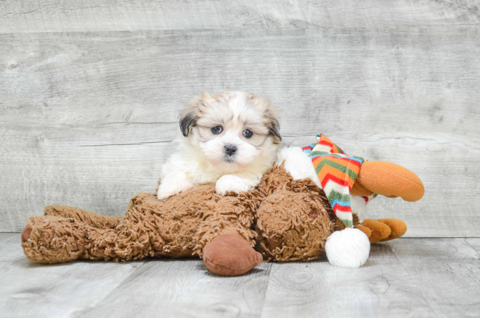 Friendly Teddy Bear Baby