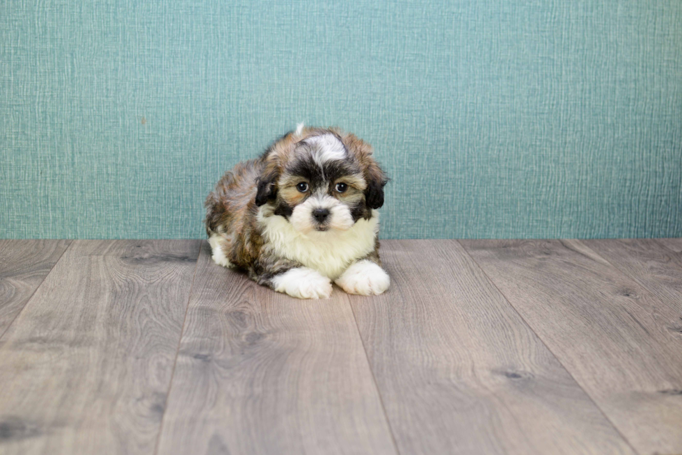 Hypoallergenic Shi Chon Designer Puppy