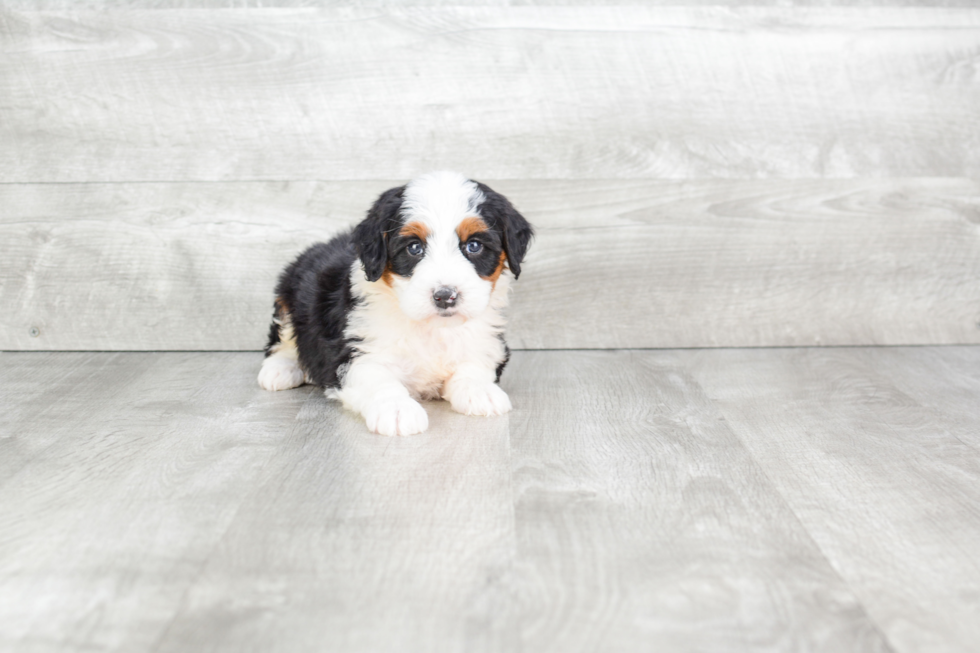 Small Mini Bernedoodle Baby