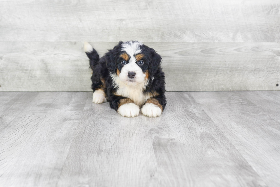 Fluffy Mini Bernedoodle Poodle Mix Pup