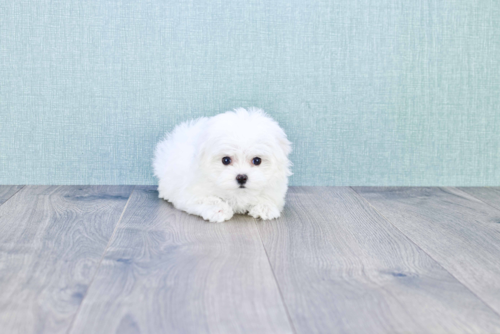 Playful Maltese Baby