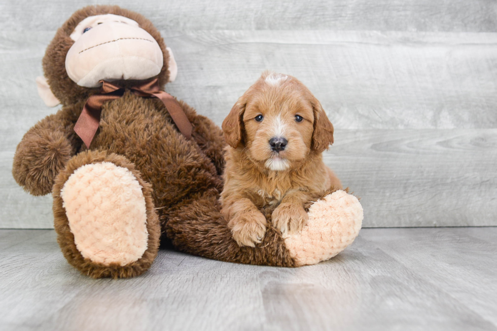 Adorable Golden Retriever Poodle Mix Puppy