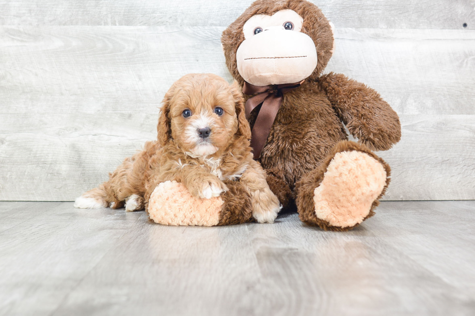 Fluffy Cavapoo Poodle Mix Pup