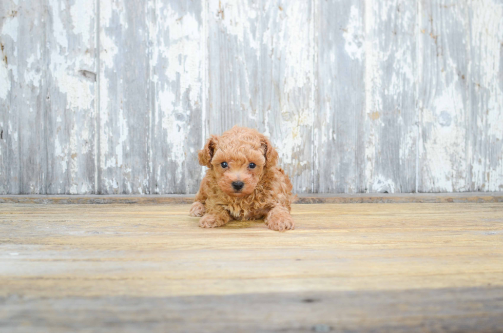 Poodle Pup Being Cute