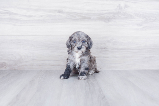 Friendly Mini Goldendoodle Baby