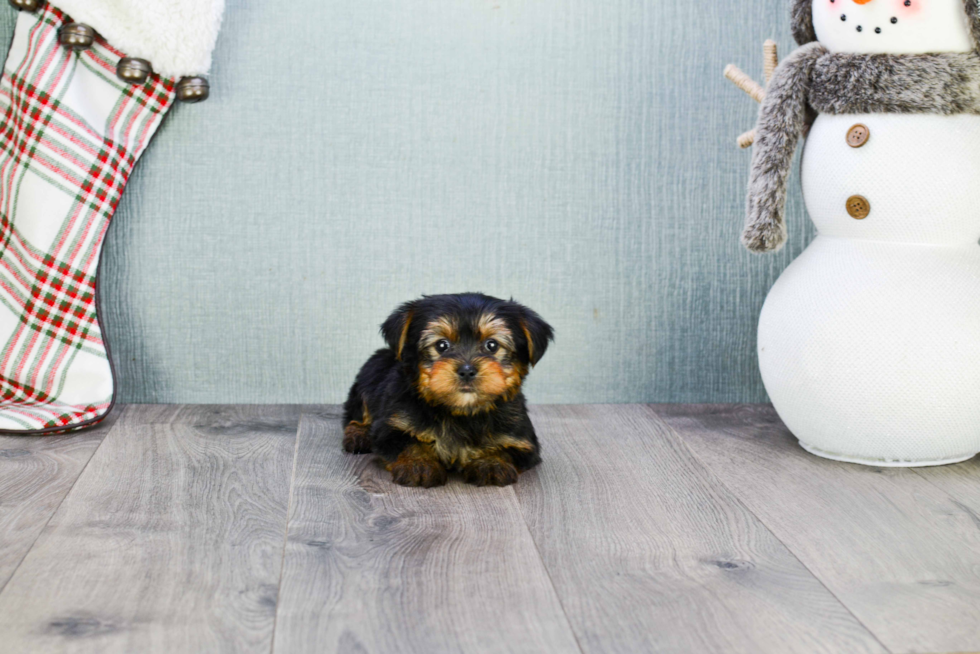 Meet Izzie - our Yorkshire Terrier Puppy Photo 