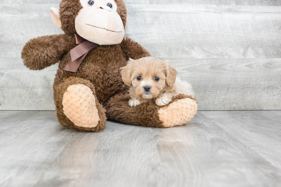 Hypoallergenic Havanese Baby