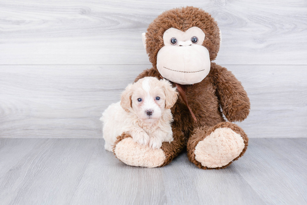 Petite Maltipoo Poodle Mix Pup