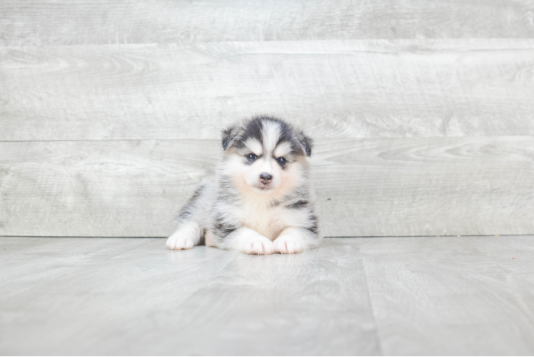 Little Mini Husky Designer Puppy