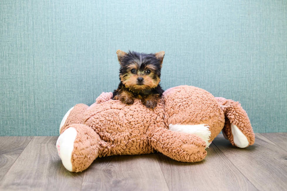 Meet Micro-Teacup-Twinkle - our Yorkshire Terrier Puppy Photo 