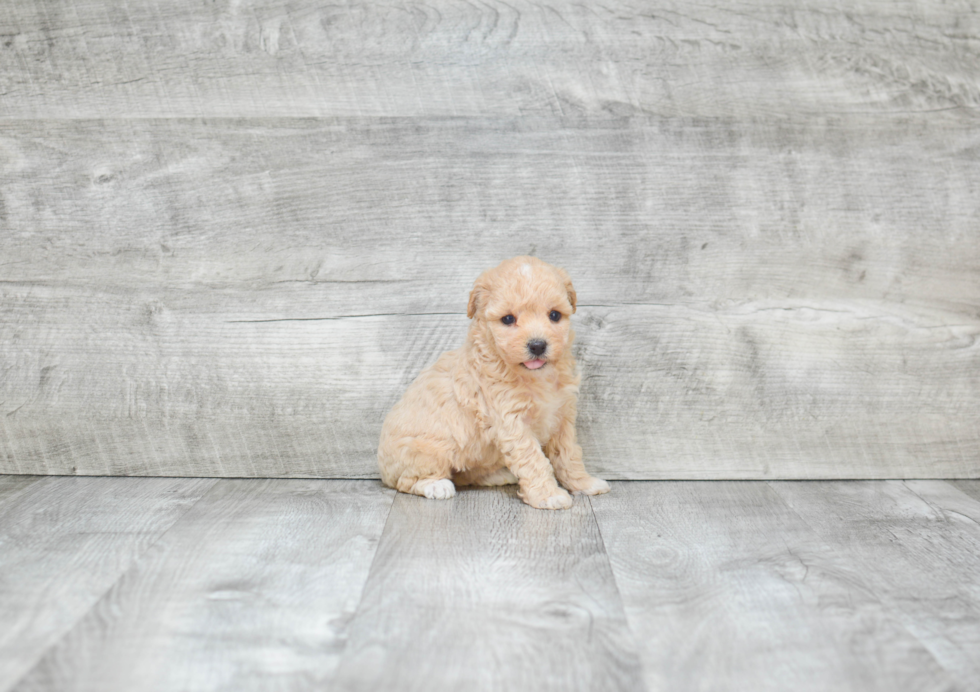 Best Maltipoo Baby