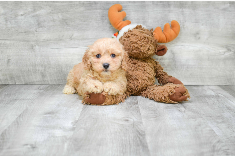 Cavapoo Pup Being Cute