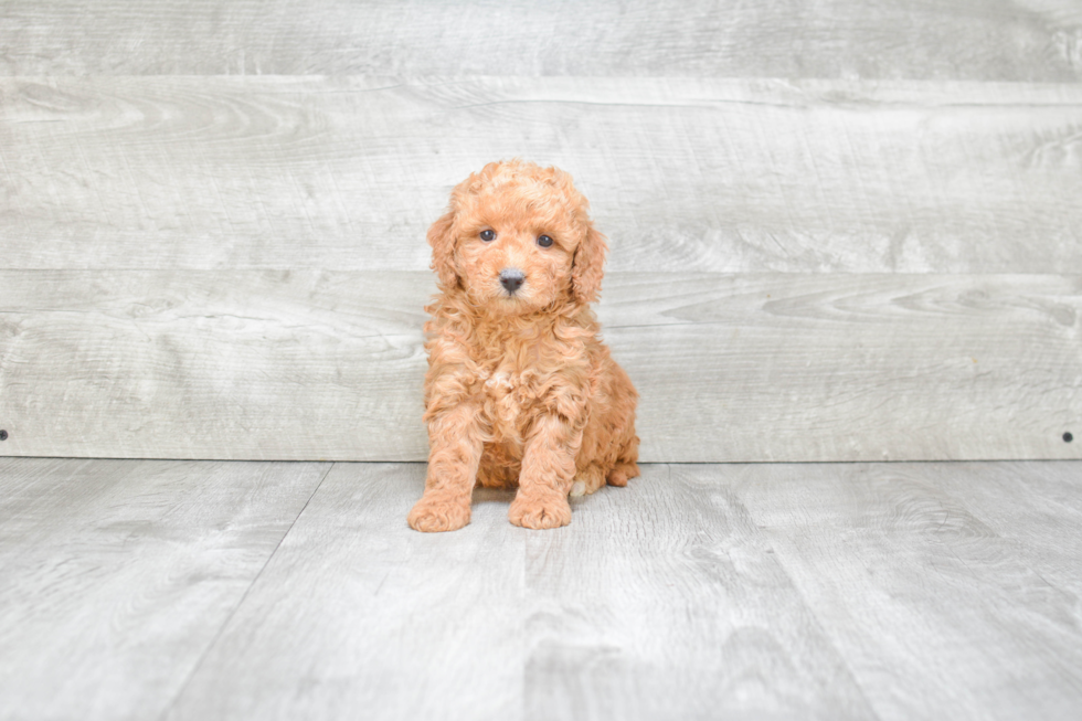 Sweet Mini Goldendoodle Baby