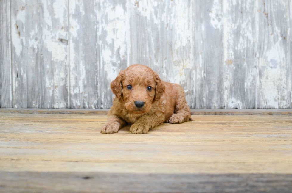 Small Mini Goldendoodle Baby