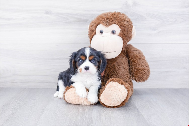 Cavalier King Charles Spaniel Puppy for Adoption