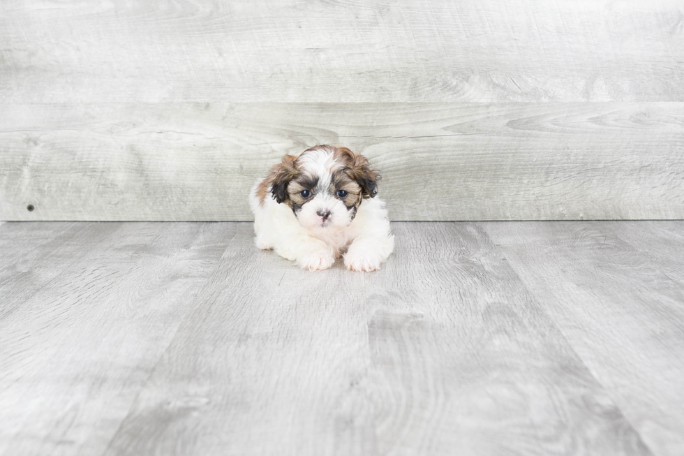 Teddy Bear Pup Being Cute