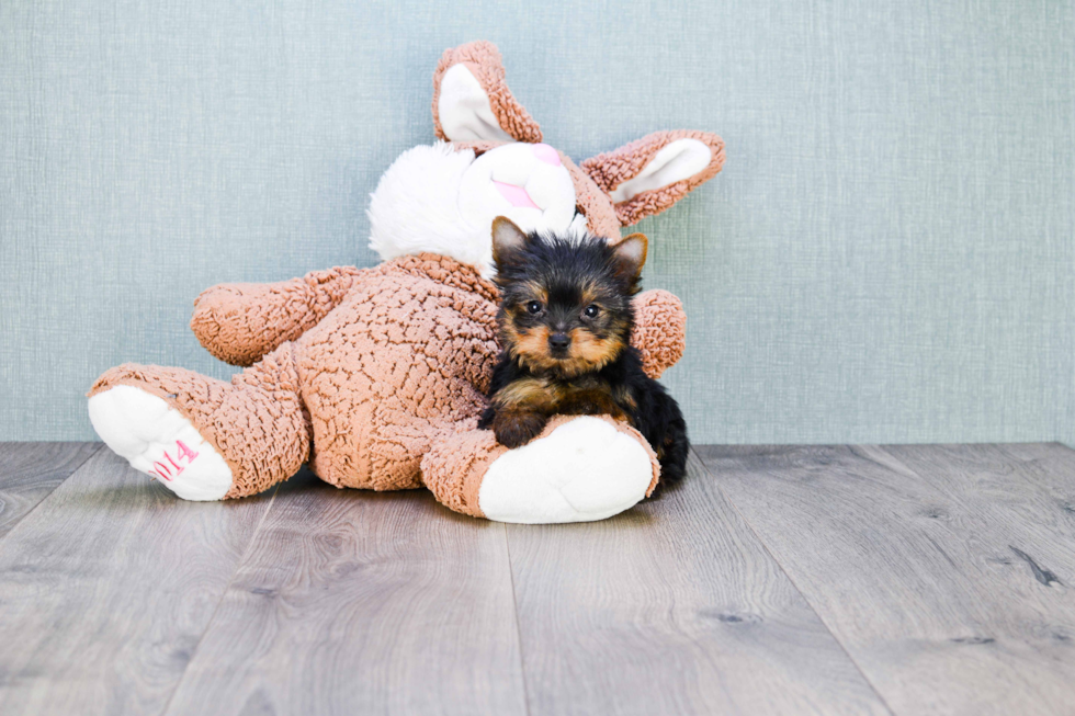 Meet Giselle - our Yorkshire Terrier Puppy Photo 