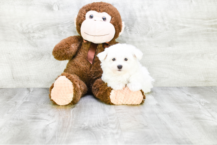 Maltese Pup Being Cute