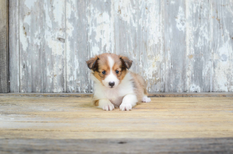 Cute Sheltie Mix Pup