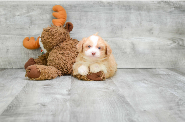 Fluffy Mini Aussiedoodle Poodle Mix Pup