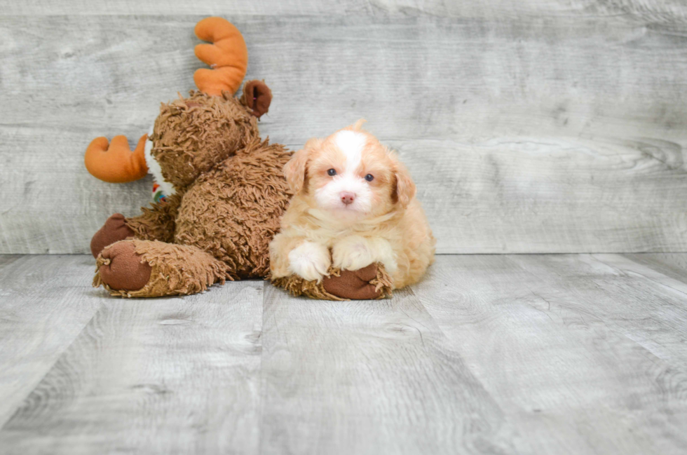 Fluffy Mini Aussiedoodle Poodle Mix Pup