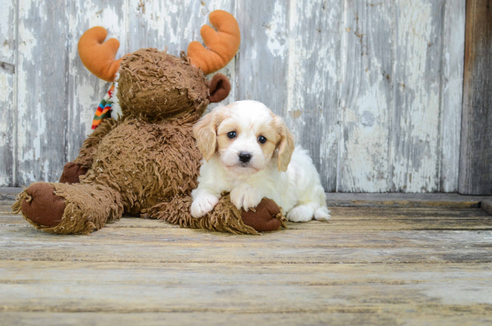 Best Cavachon Baby