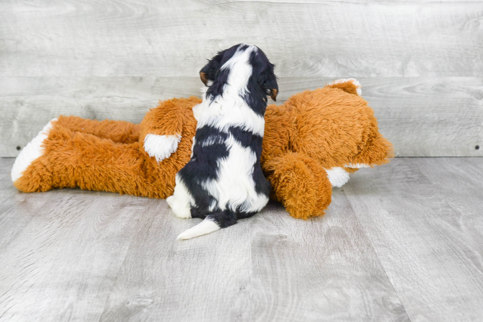 Small Cavalier King Charles Spaniel Baby