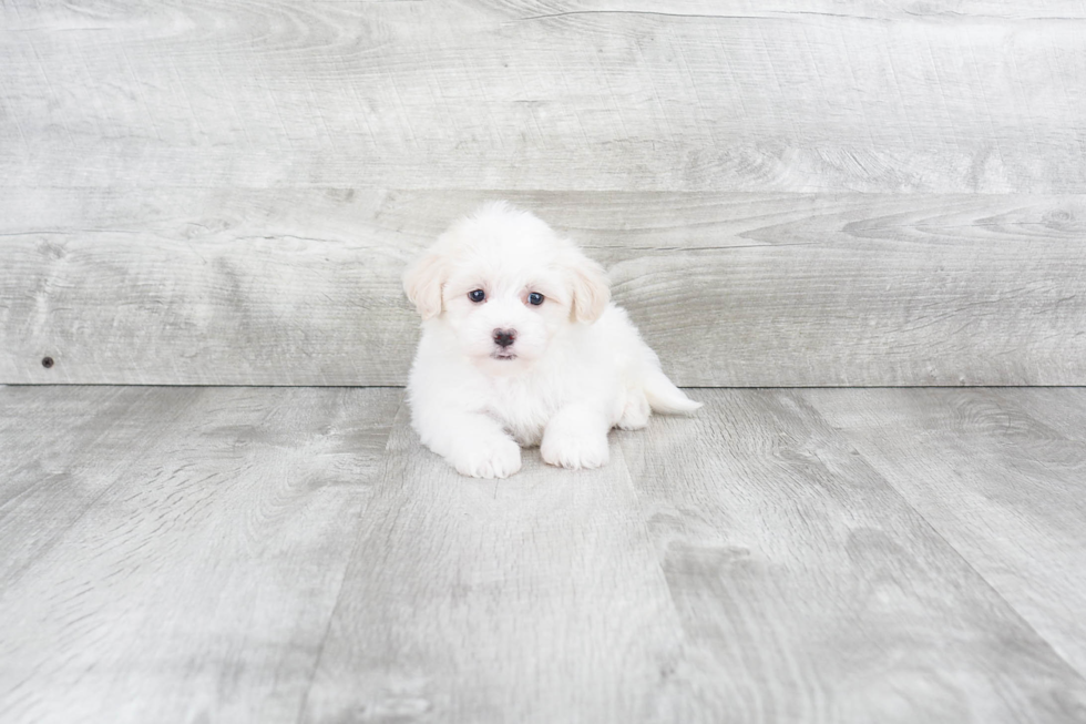 Havanese Puppy for Adoption