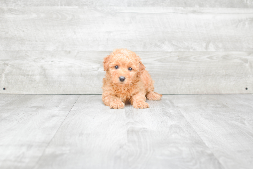 Smart Mini Goldendoodle Poodle Mix Pup