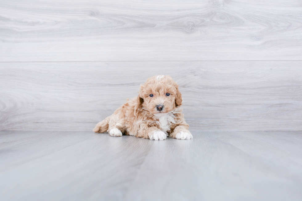 Sweet Maltipoo Baby