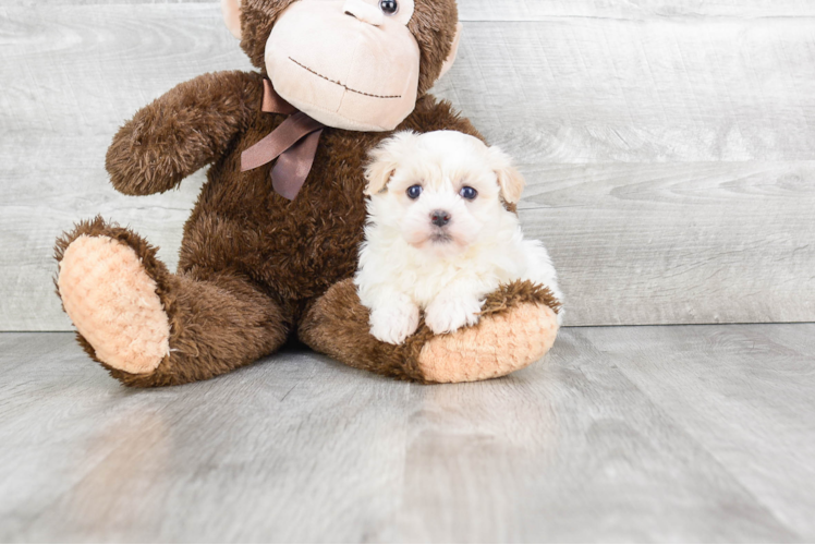 Funny Havanese Purebred Pup