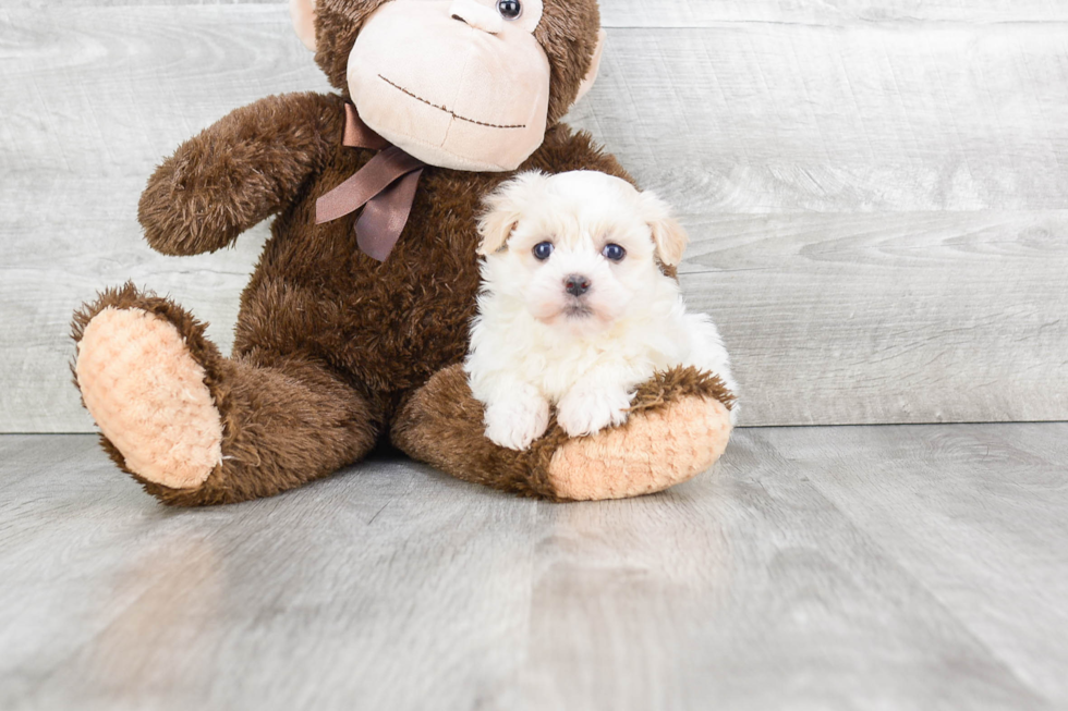 Funny Havanese Purebred Pup