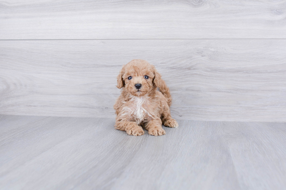 Popular Maltipoo Poodle Mix Pup