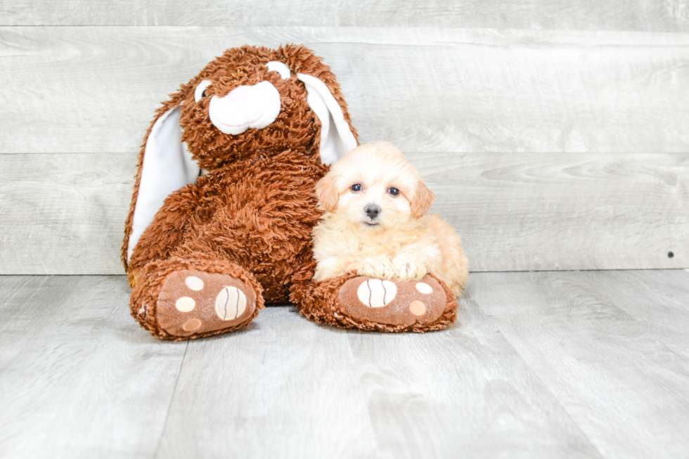 Hypoallergenic Maltepoo Poodle Mix Puppy