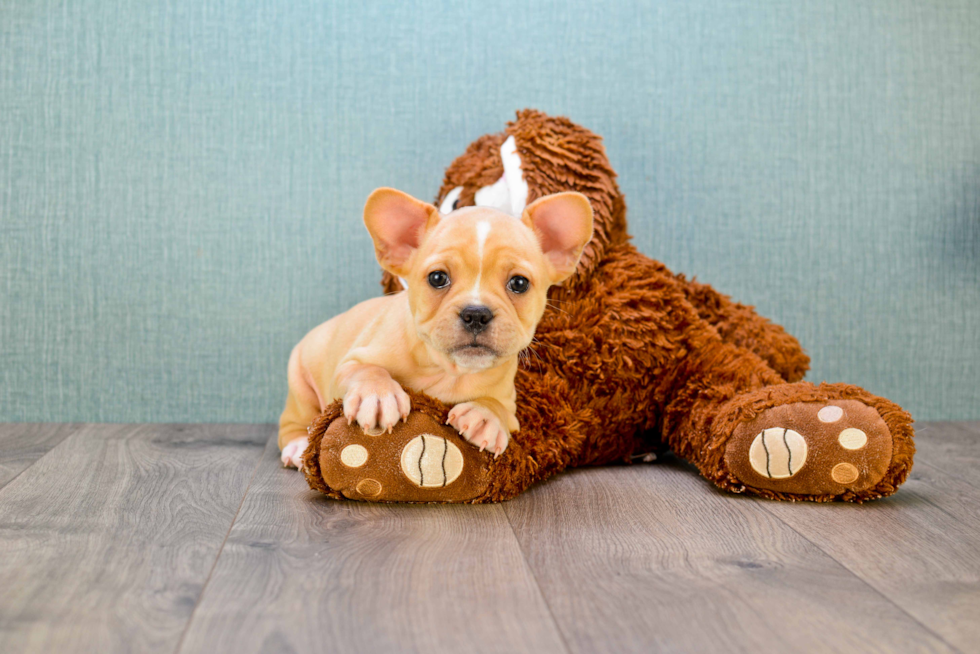 Small French Bulldog Baby