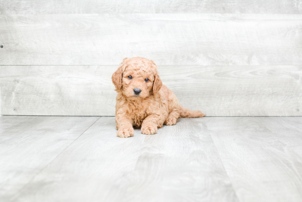 Mini Goldendoodle Pup Being Cute