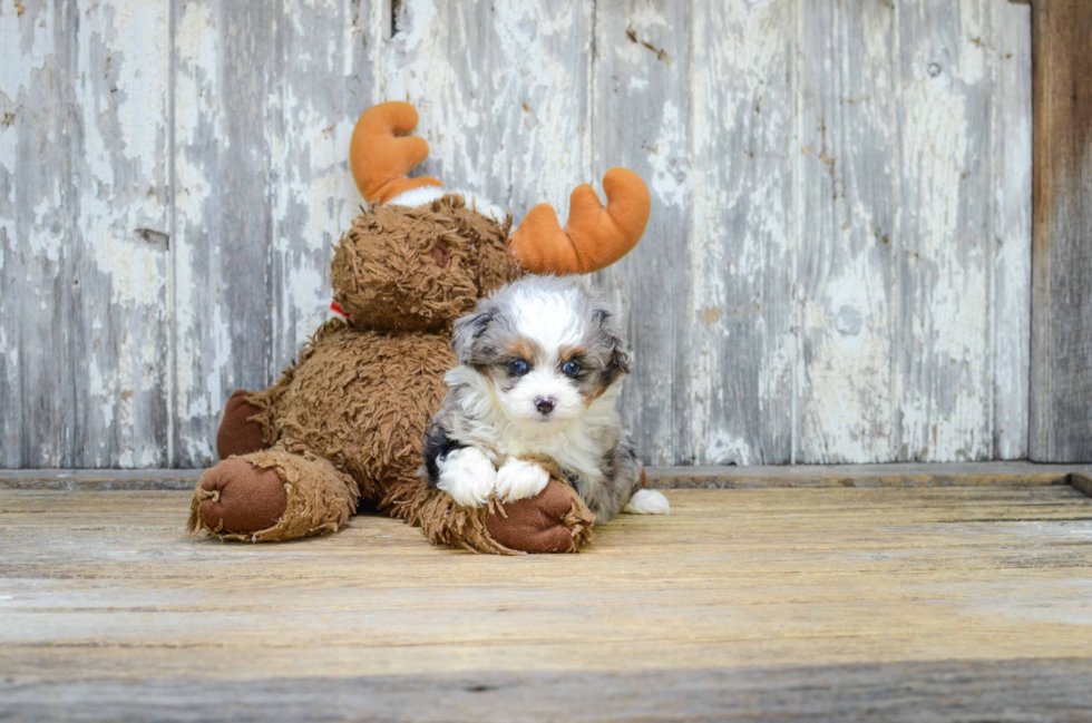 Happy Mini Aussiedoodle Baby