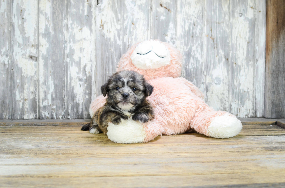 Cute Shorkie Baby