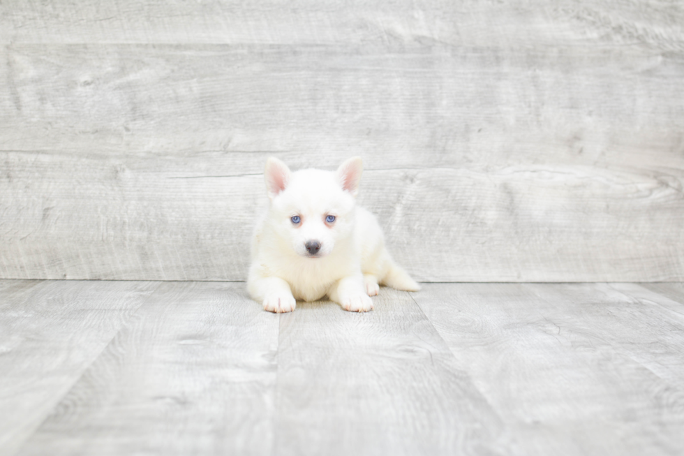 Pomsky Puppy for Adoption