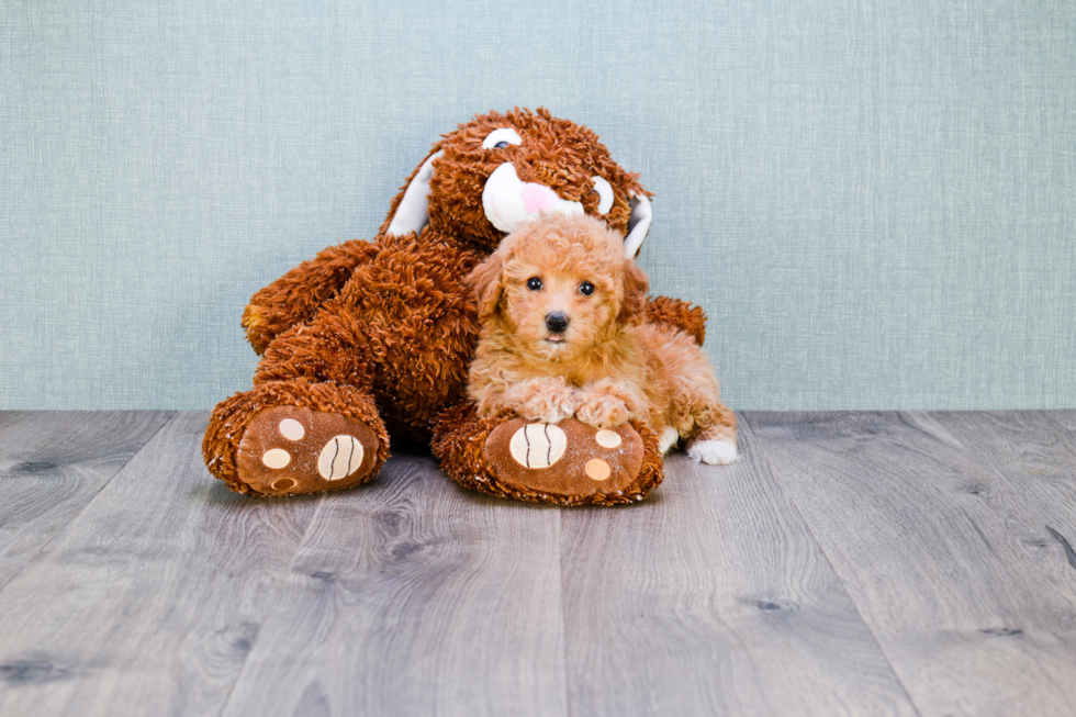 Maltipoo Pup Being Cute