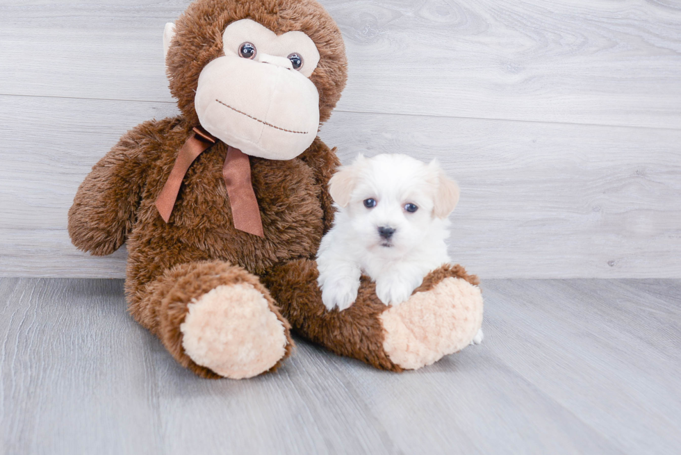 Friendly Havanese Purebred Pup