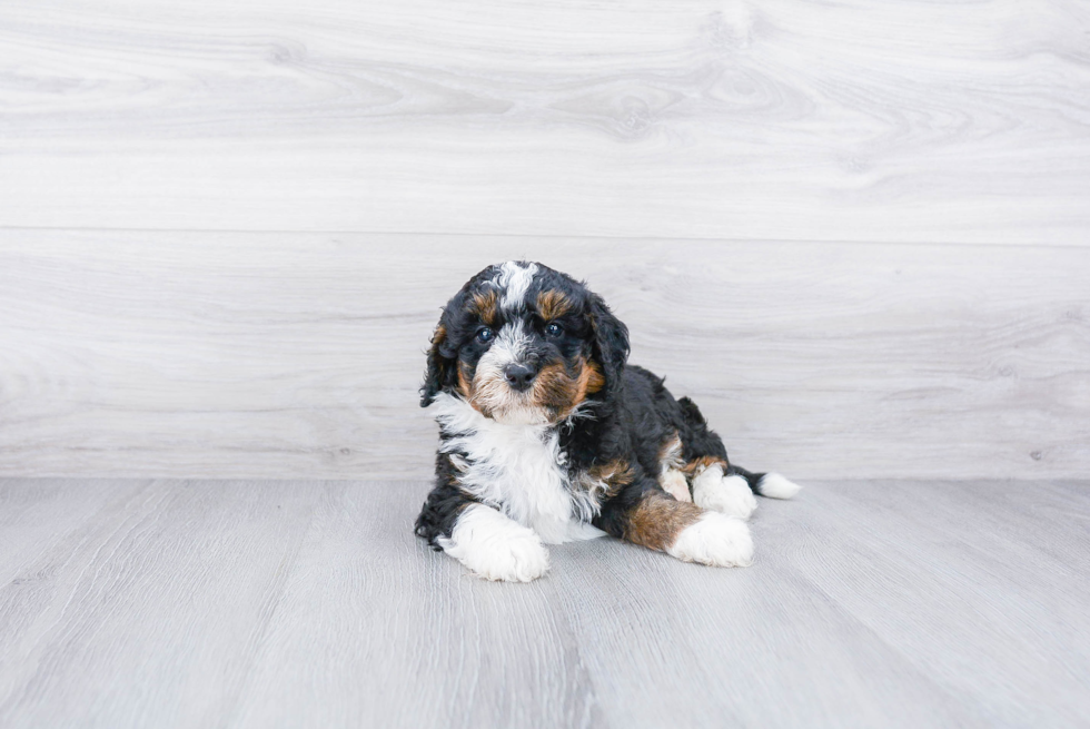 Popular Mini Bernedoodle Poodle Mix Pup