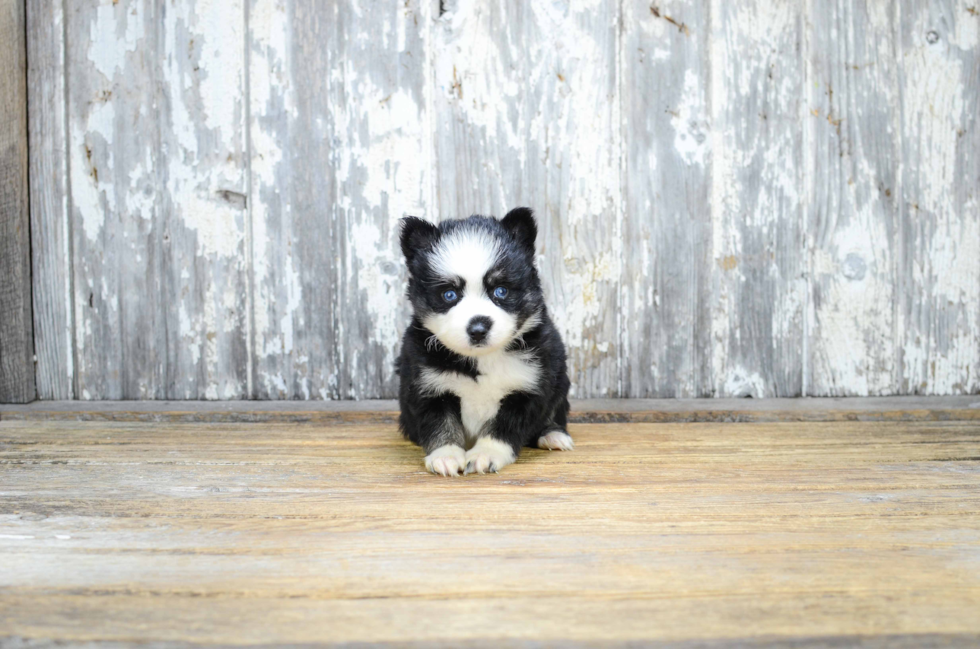 Sweet Pomsky Baby