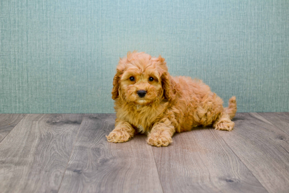 Playful Golden Retriever Poodle Mix Puppy