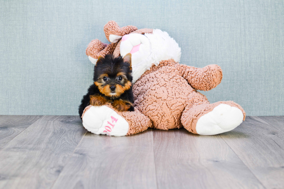 Meet Beckham - our Yorkshire Terrier Puppy Photo 