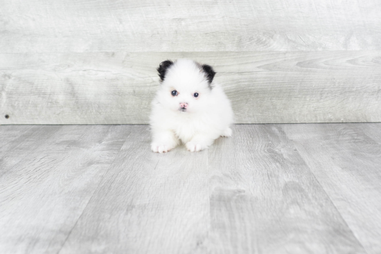 Petite Pomeranian Purebred Puppy