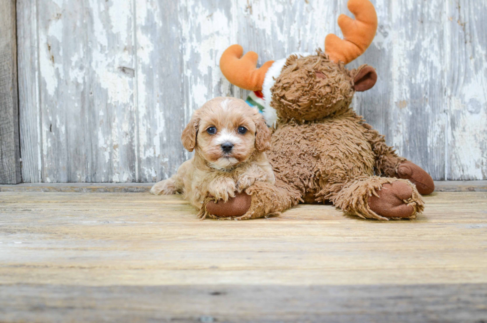 Playful Cavoodle Poodle Mix Puppy