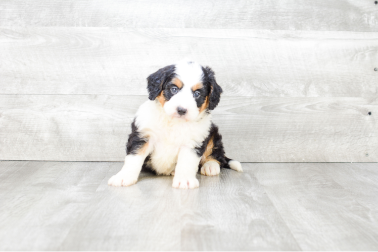 Hypoallergenic Mini Berniedoodle Poodle Mix Puppy