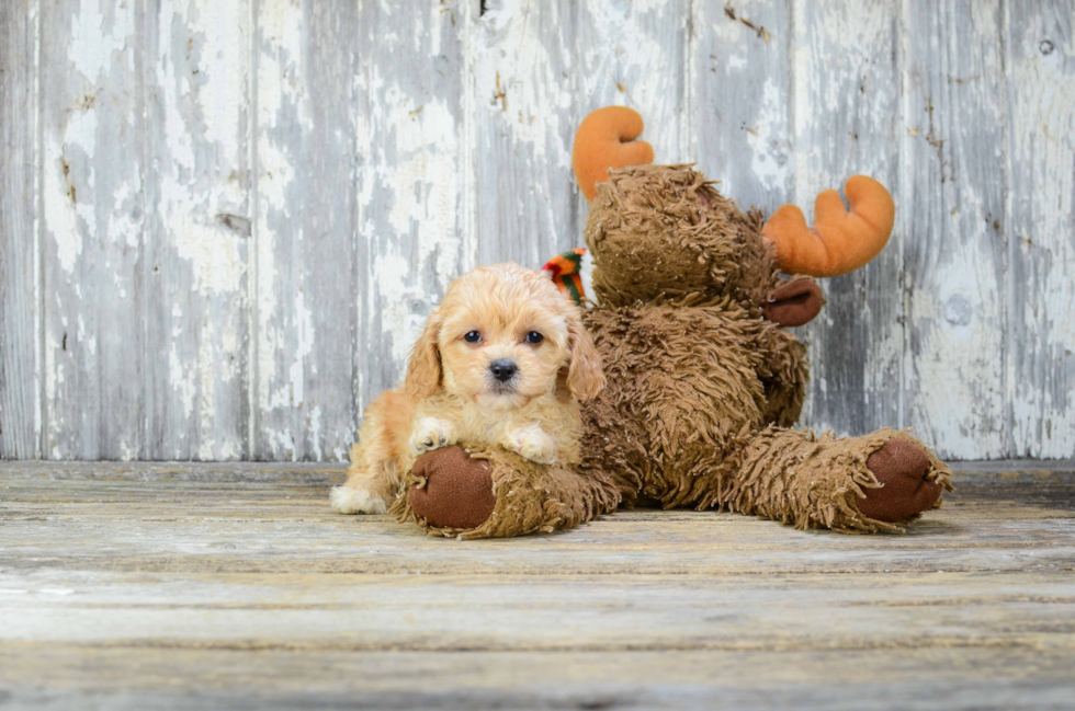 Cavapoo Pup Being Cute